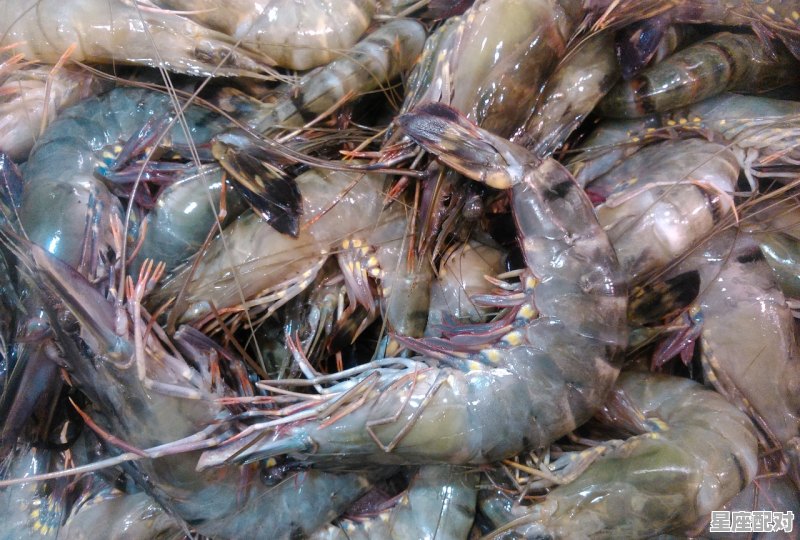 飞指什么动物_虾代表十二生肖什么动物求解 飞指什么动物_虾代表十二生肖什么动物求解 - 星座运势