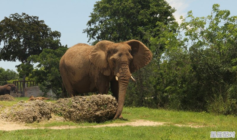 什么动物是勤劳善良勤勤恳恳_任劳任怨是什么动物 什么动物是勤劳善良勤勤恳恳_任劳任怨是什么动物 - 星座运势