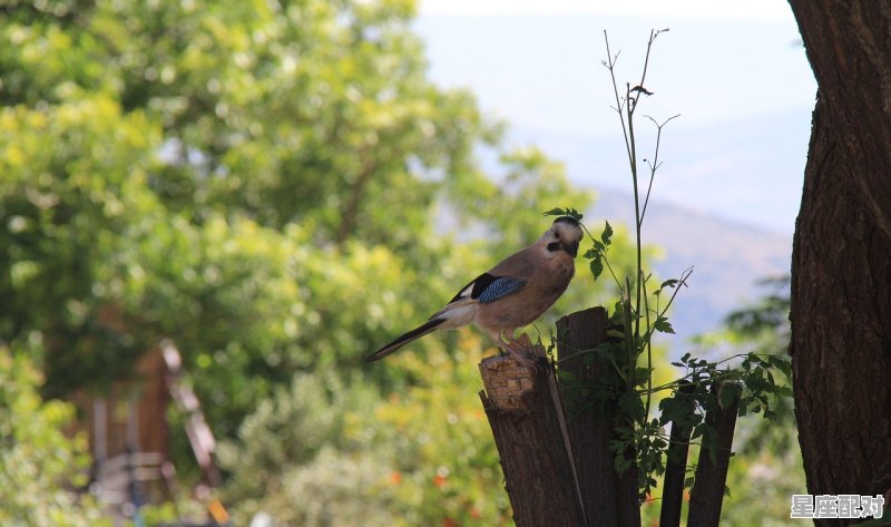 野外独行是什么意思,独行是什么生肖 野外独行是什么意思,独行是什么生肖 - 星座运势