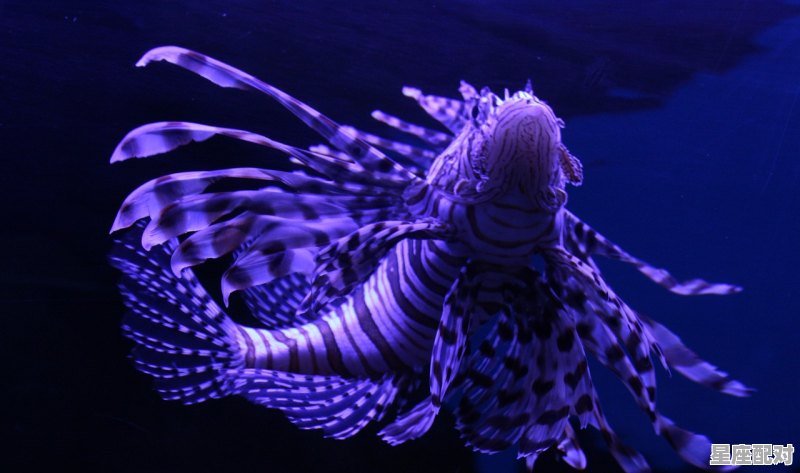 射手女和双鱼男为什么绝配,射手男最佳星座配对是什么星座女人 - 星座运势