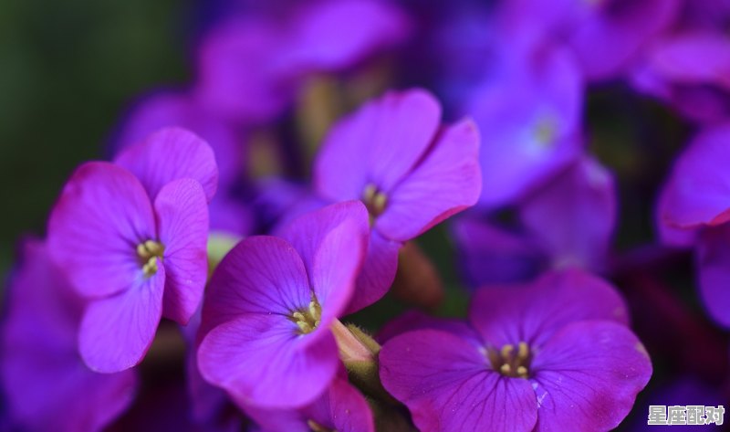 5月8日是什么星座_5月8日是什么星座 - 星座运势