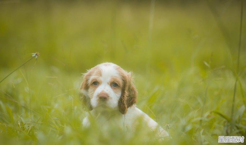 狗子和狗子打架打了内出血什么办,梦到打架见血什么意思 - 星座运势