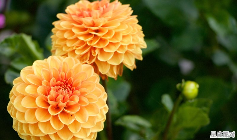 金福到家迎财神是指那个生肖_金福养老院介绍 金福到家迎财神是指那个生肖_金福养老院介绍 - 星座运势