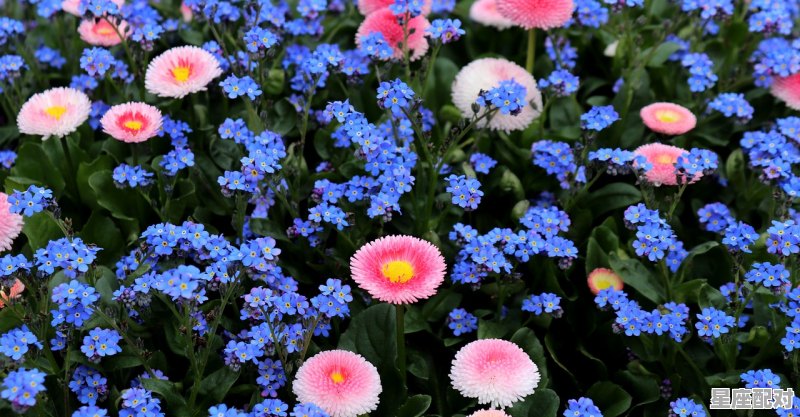 棋肖是哪几肖,象属什么生肖 棋肖是哪几肖,象属什么生肖 - 星座运势