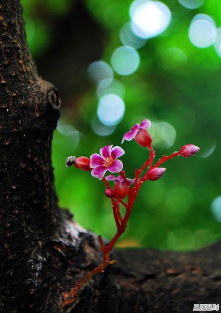 俄罗斯送十朵花代表什么意思,俄罗斯送花习俗 俄罗斯送十朵花代表什么意思,俄罗斯送花习俗 - 星座运势