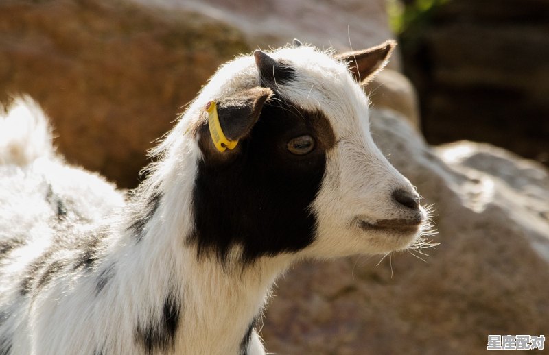 上次的鼠年是什么时候,去年什么年生肖 上次的鼠年是什么时候,去年什么年生肖 - 星座运势