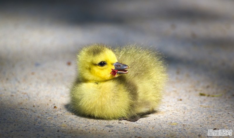 我当道士那些年昆仑指的是什么_至阳之动物指什么 我当道士那些年昆仑指的是什么_至阳之动物指什么 - 星座运势