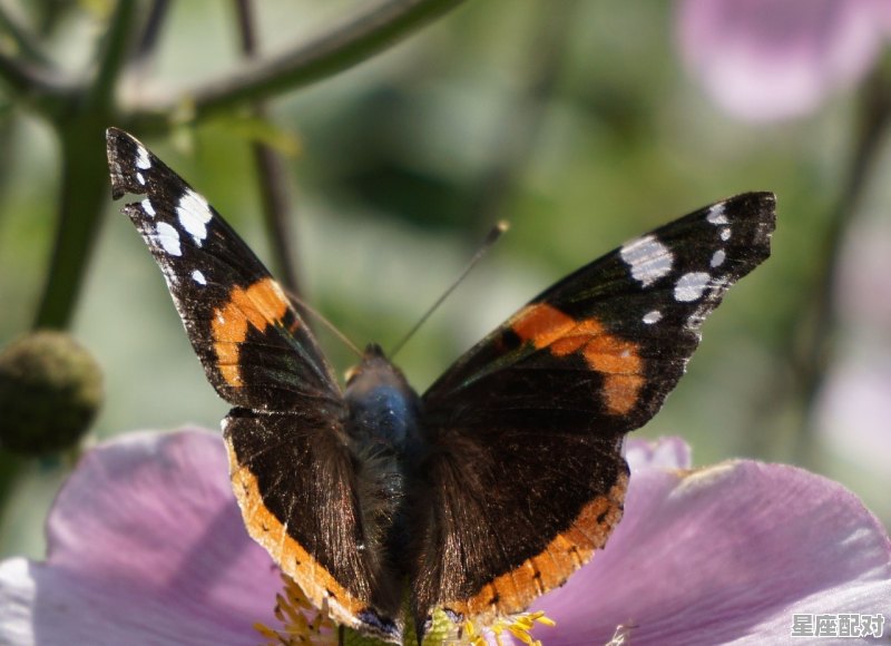 蓝色红色是什么动物,兰是什么生肖 - 星座运势