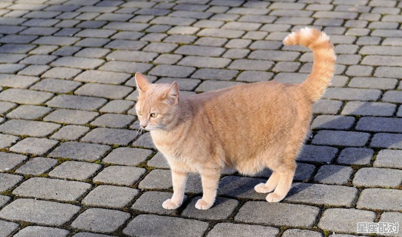 哪个国家属相有猫_女人说自己属猫是什么意思 - 星座运势