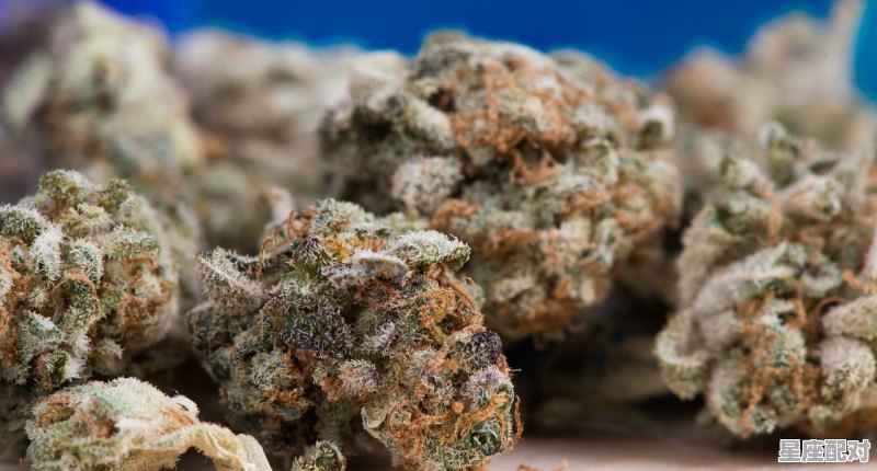 仓鼠可以吃金银花吗，什么生肖是银花 - 星座运势
