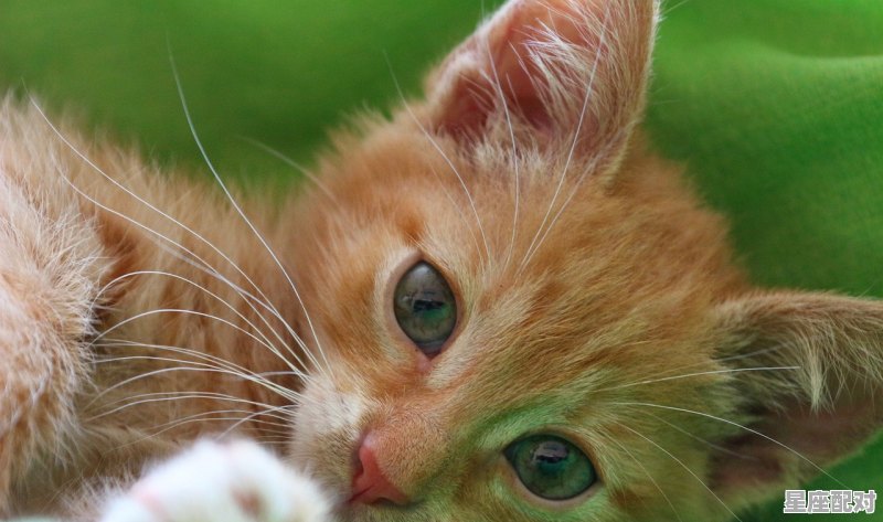 阿莫西林粉怎么喂猫，梦到给猫喂 - 星座运势