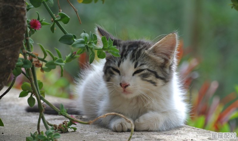 怀里的懒猫什么意思,梦到小猫咪是什么意思 - 星座运势