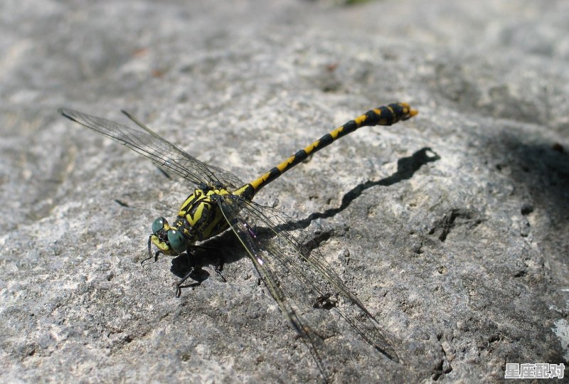 一般荷花上飞的动物是什么名字的_金蜻蜓代表什么意思 - 星座运势